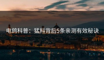 电鸽科普：猛料背后5条亲测有效秘诀